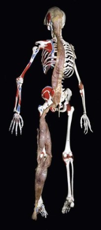 diagram of human skeleton